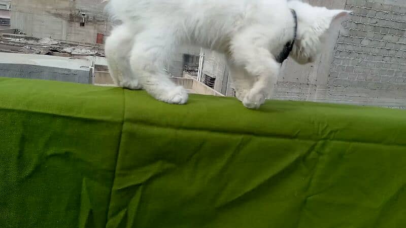 Full white pure persian kitten 03022693903 3