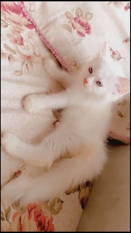 Full white pure persian kitten 03022693903 4