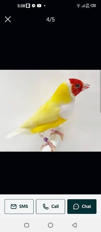 Lady Gouldian Breeding Pair 0