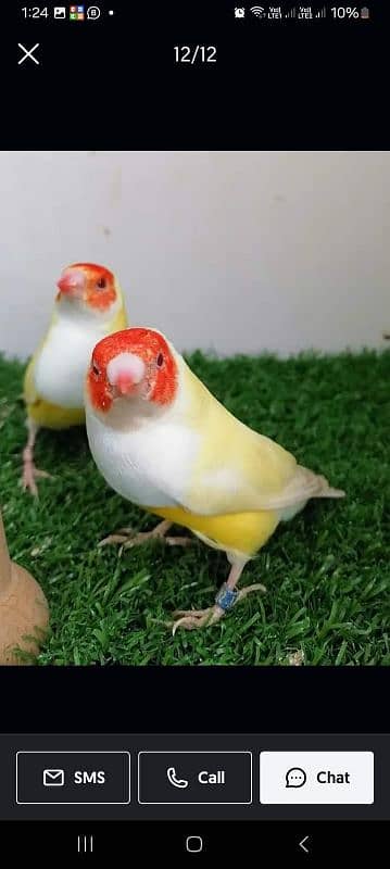 Lady Gouldian Breeding Pair 1