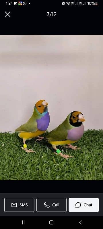 Lady Gouldian Breeding Pair 2