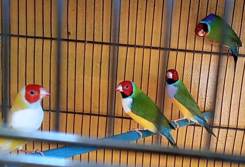 Lady Gouldian Breeding Pair 3