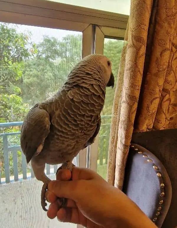 African grey 9 months 1