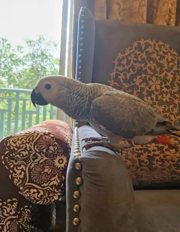 African grey 9 months 2