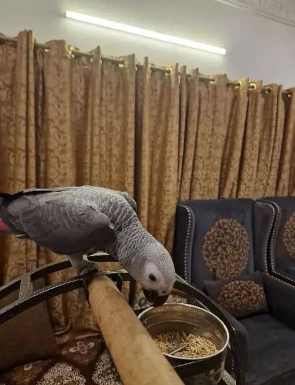 African grey 9 months 3