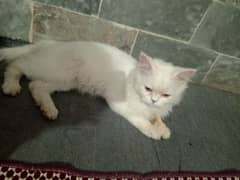 Persian cat , female ,