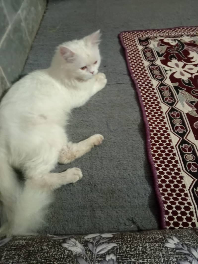 Persian cat , female , 1