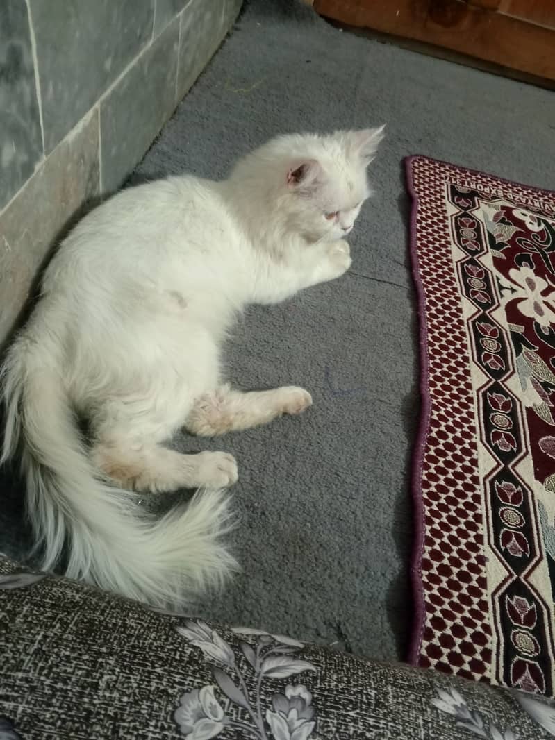 Persian cat , female , 2