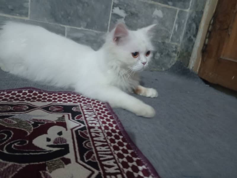 Persian cat , female , 3