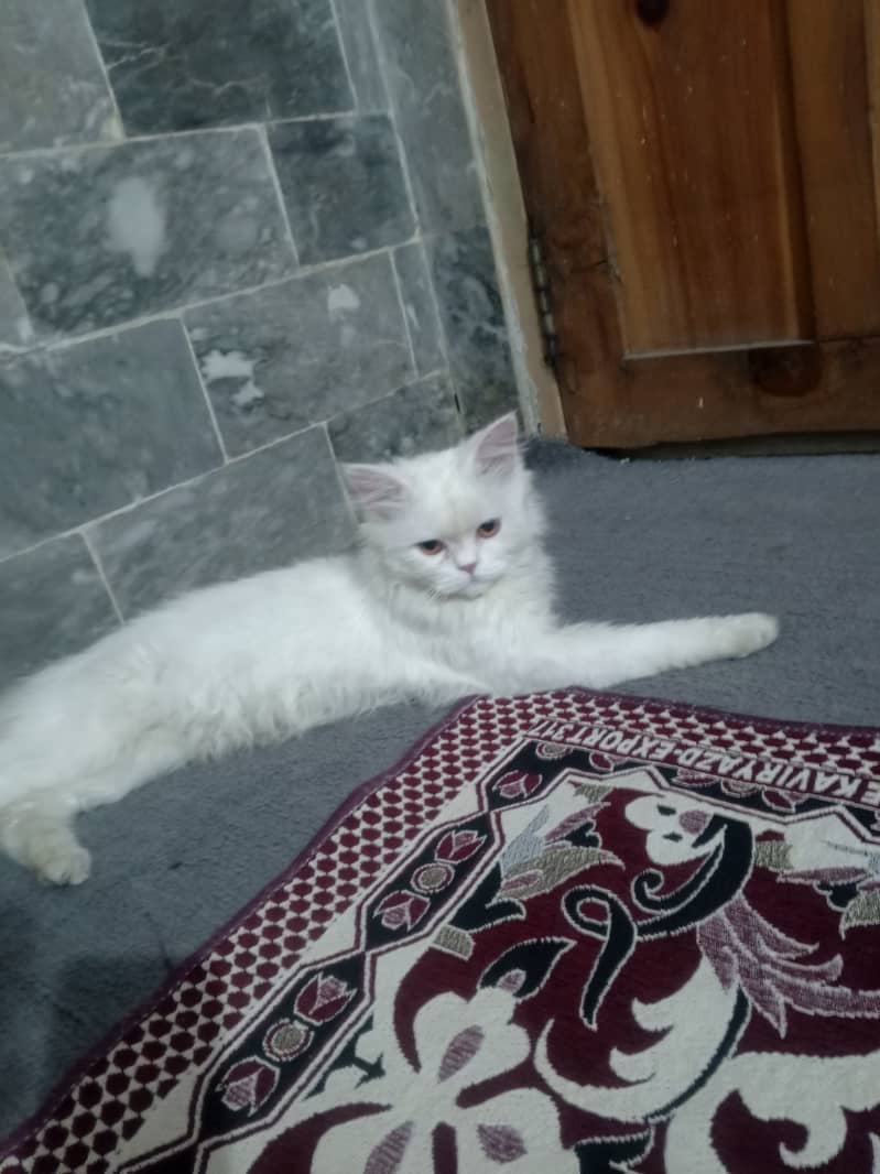 Persian cat , female , 4