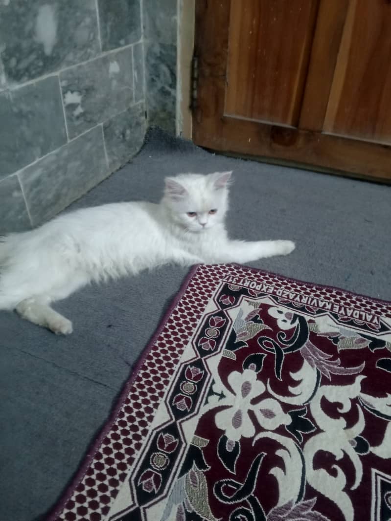 Persian cat , female , 5