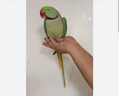 Alexandrine / Raw Parrot for Sale with Cage / Talking Parrot