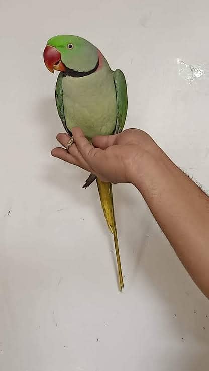 Alexandrine / Raw Parrot for Sale with Cage / Talking Parrot 1