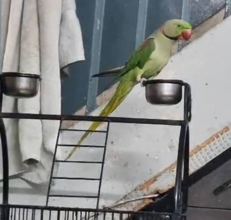 Alexandrine / Raw Parrot for Sale with Cage / Talking Parrot 2