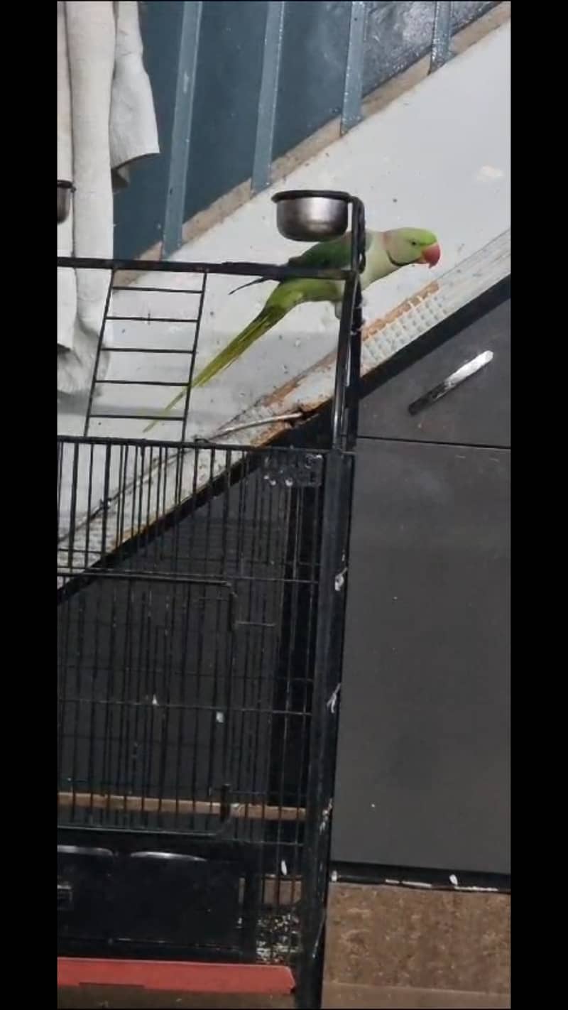 Alexandrine / Raw Parrot for Sale with Cage / Talking Parrot 4