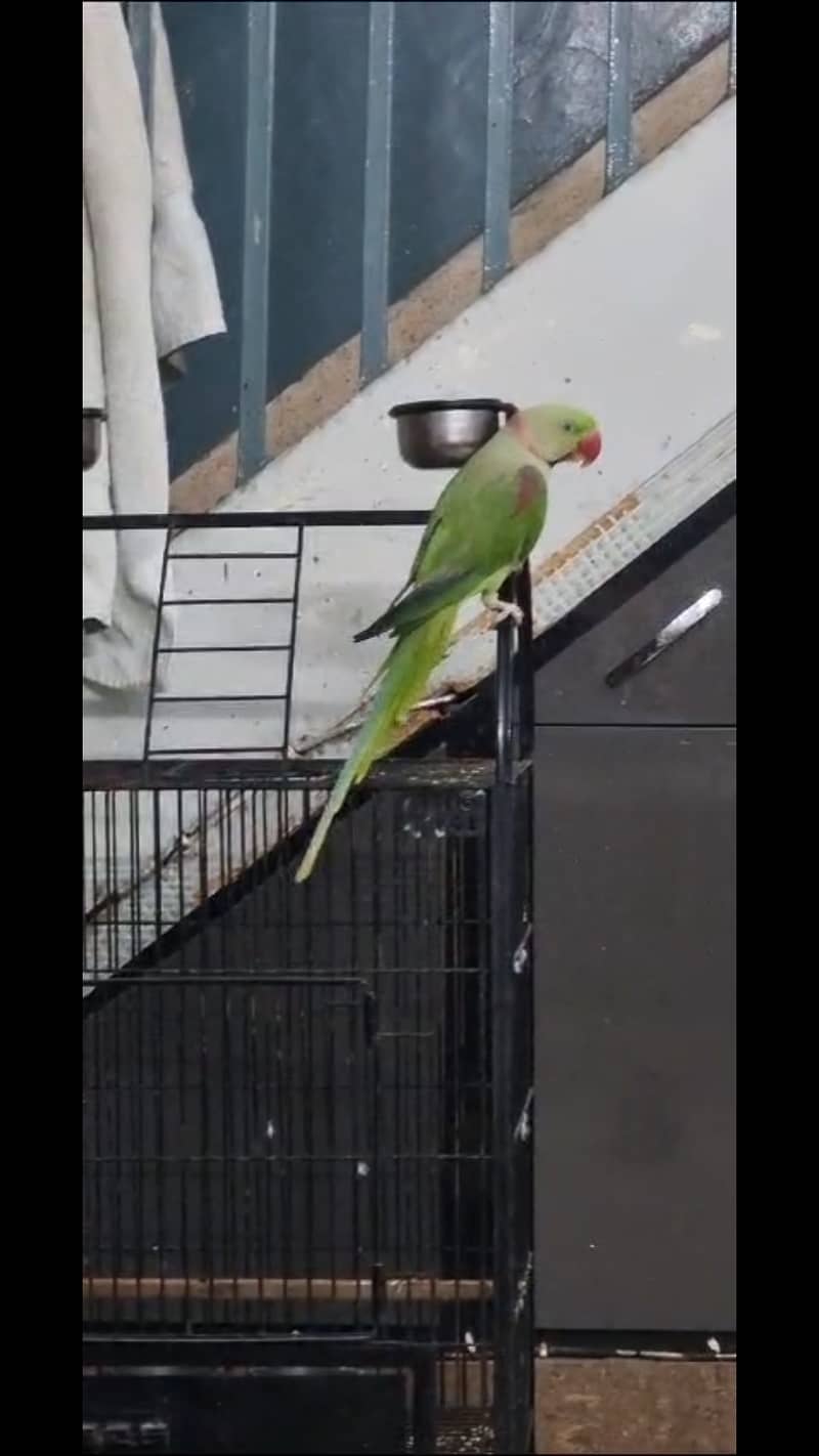 Alexandrine / Raw Parrot for Sale with Cage / Talking Parrot 6