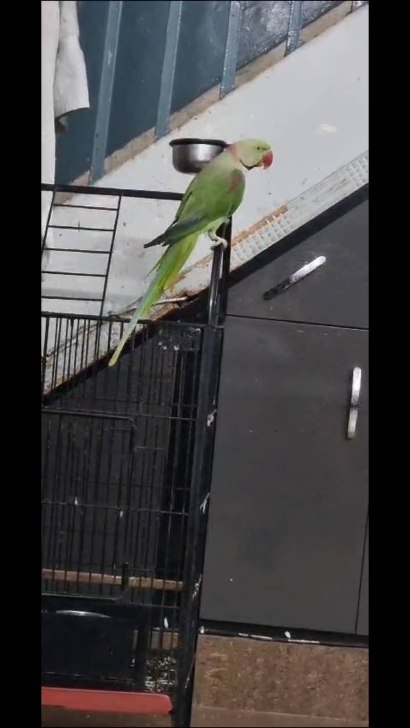 Alexandrine / Raw Parrot for Sale with Cage / Talking Parrot 7