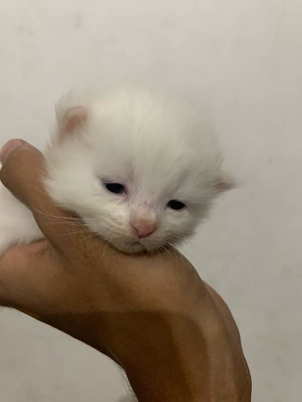 persian cat baby 15days 0