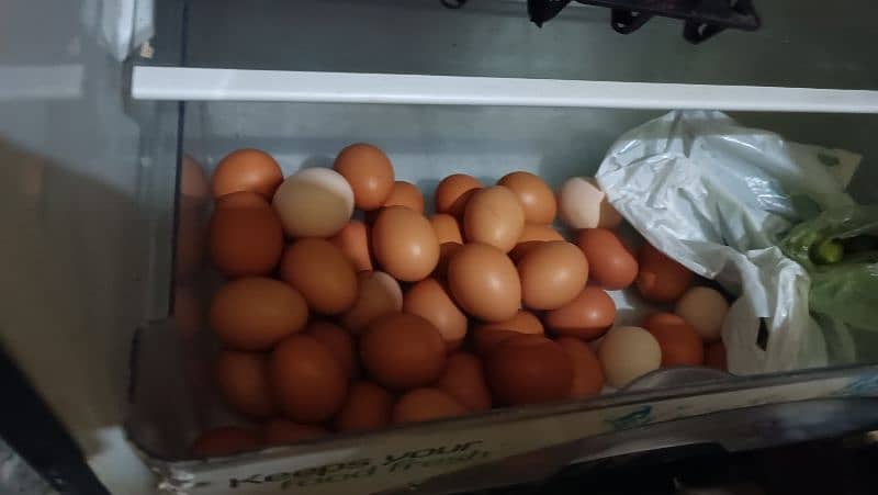 I'm selling my lohman brown eggs laying urgent sale 12