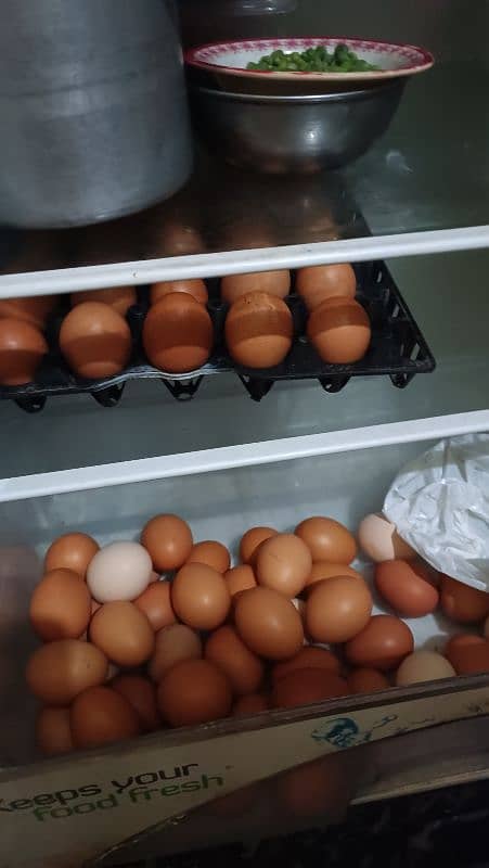 I'm selling my lohman brown eggs laying urgent sale 13