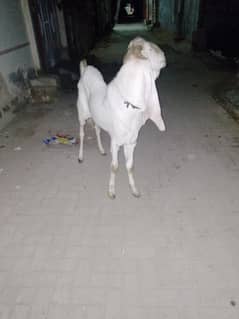 Gulabi Breeder Bakra Location Karachi price 150000