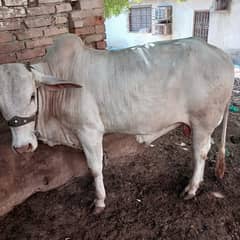 Cow available