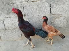 High quality aseel pair for sale