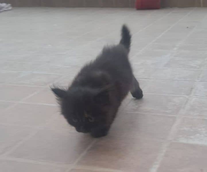 Male female cats and kids available 3