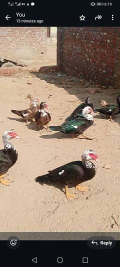 muscovy duck