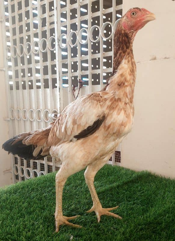 High-quality Turkish hint chicks for sale 6