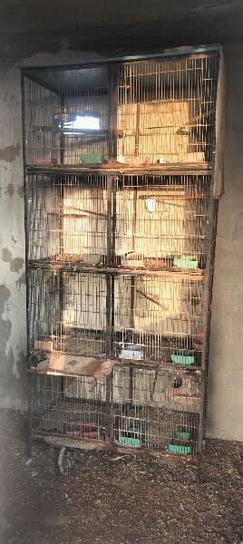 cage 8 portion & Pied dove pair 0