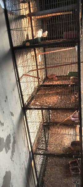 cage 8 portion & Pied dove pair 2