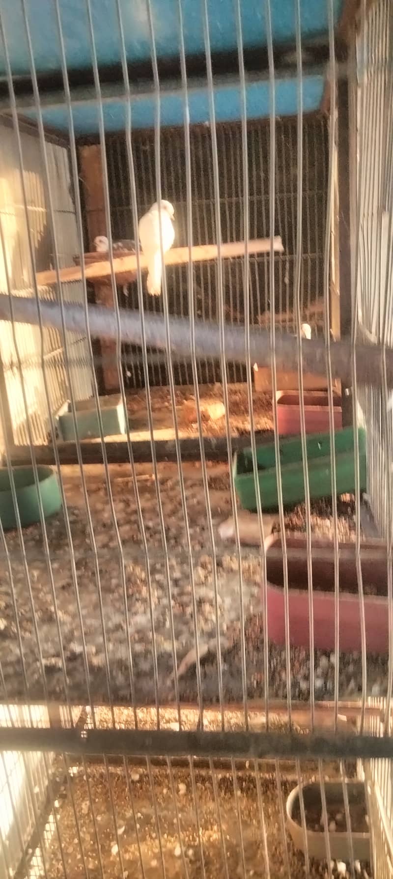 cage 8 portion & Pied dove pair 4