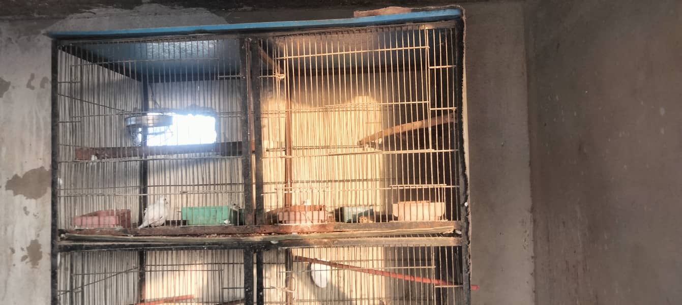 cage 8 portion & Pied dove pair 13