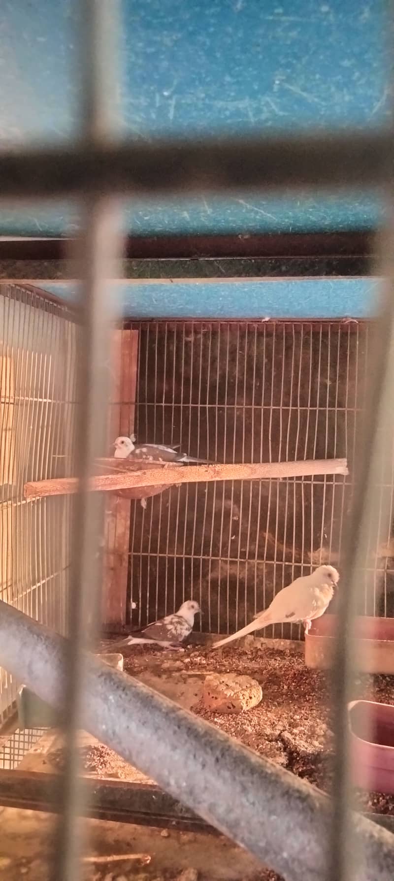 cage 8 portion & Pied dove pair 16