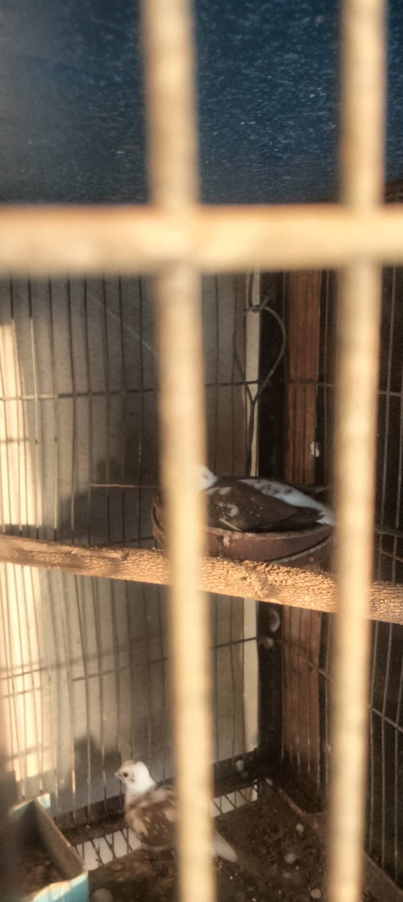 cage 8 portion & Pied dove pair 17