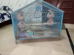 parrots cage