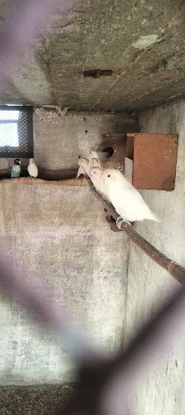 love birds Albino Red eye Lotino Albino black eye pairs 0