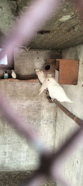 love birds Albino Red eye Lotino Albino black eye pairs 1