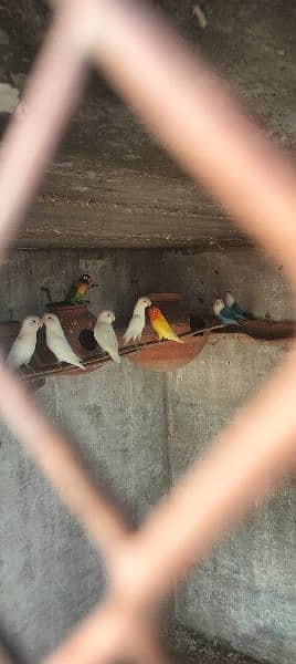 love birds Albino Red eye Lotino Albino black eye pairs 2