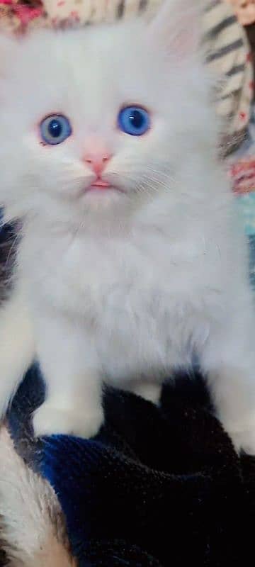 persian kitten cat tripple coat kitten belli ky bachay 3