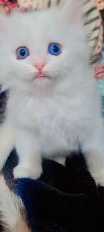 persian kitten cat tripple coat kitten belli blue eyes kittens — photo 7