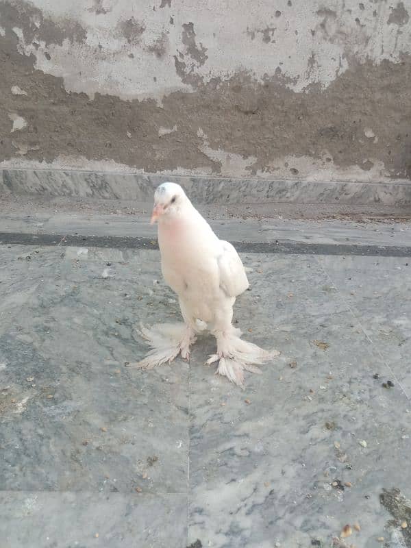 Pigeon pom gubara chick 0