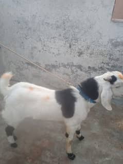 Bakra