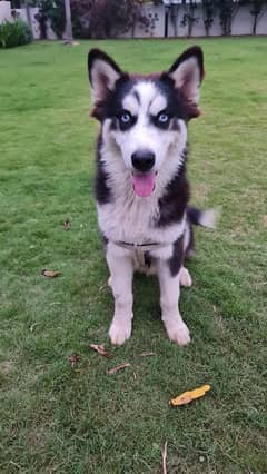 6 month old Blue-Eyed, Vaccinated, Siberian Husky