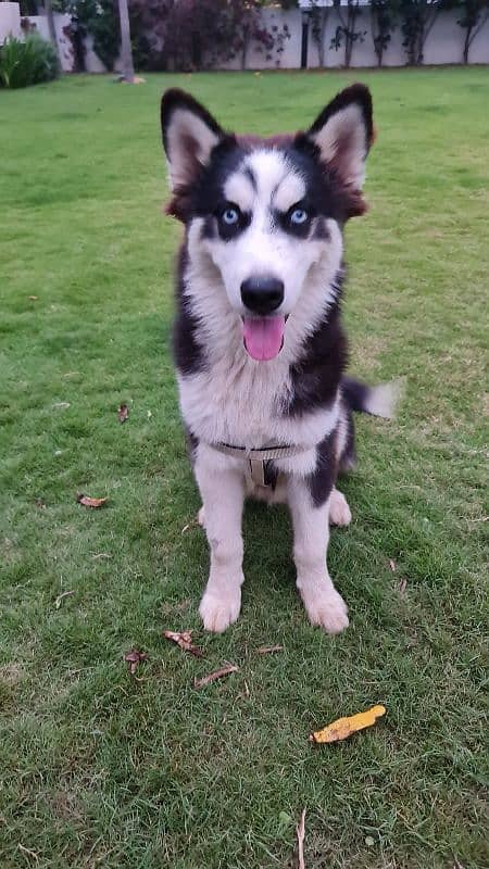 6 month old Blue-Eyed, Vaccinated, Siberian Husky 0