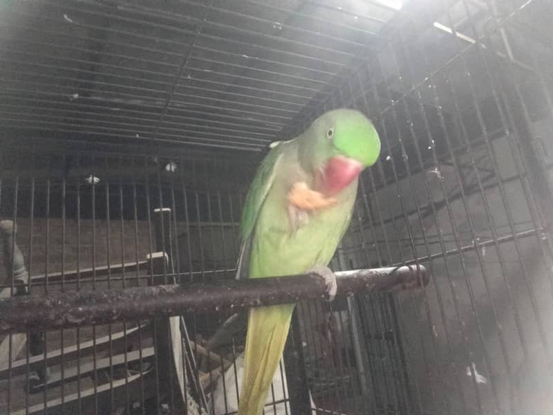 Talking female parrot for sale with free cage 1