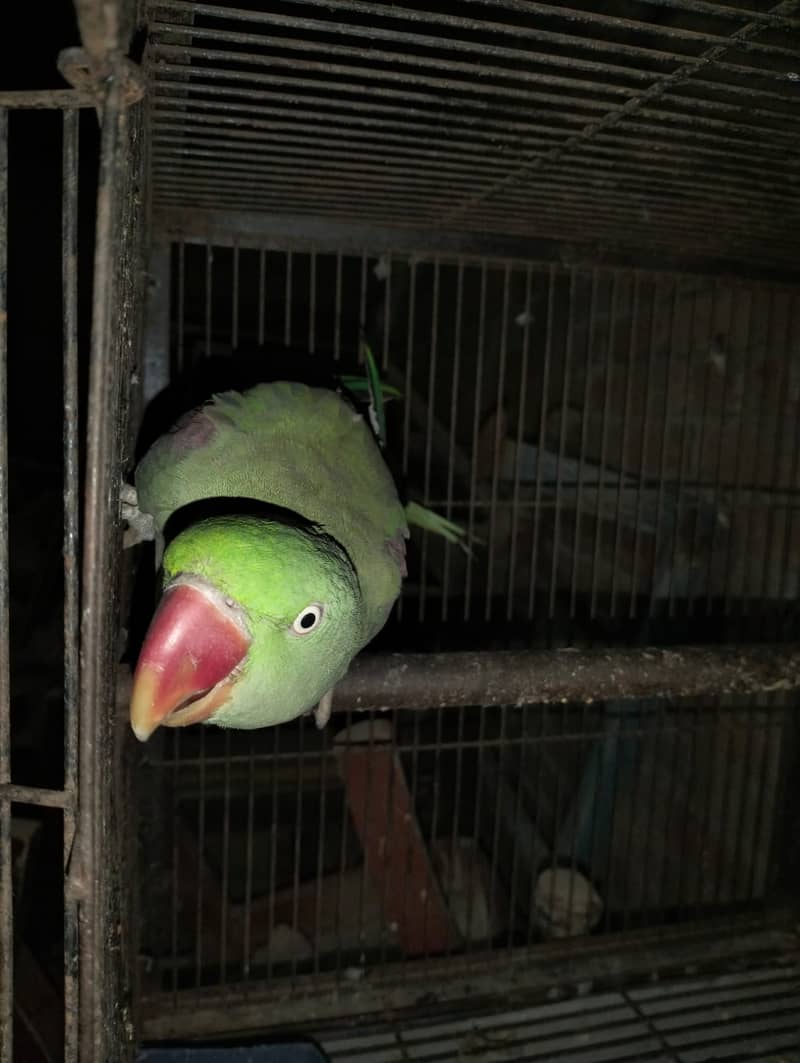 Talking female parrot for sale with free cage 2