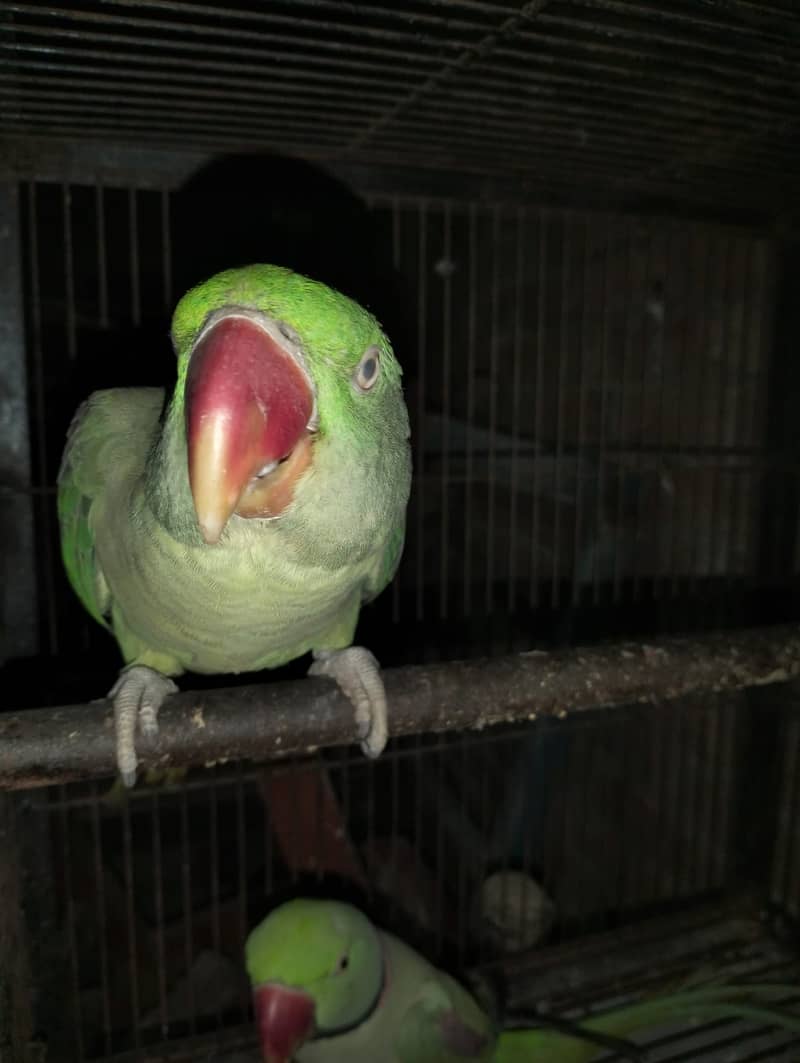 Talking female parrot for sale with free cage 3