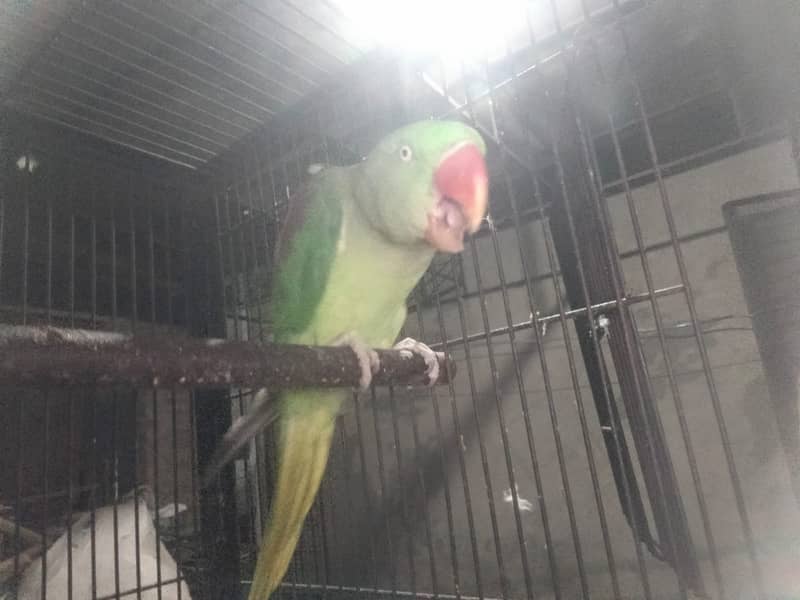 Talking female parrot for sale with free cage 4